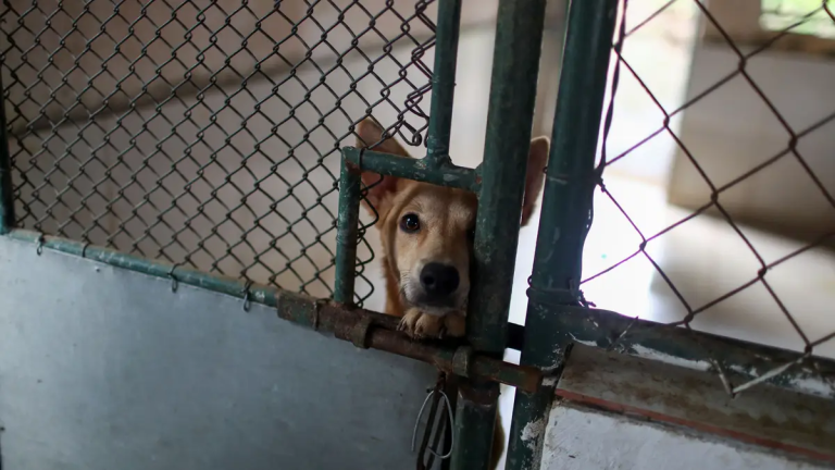 2020-07-21-cao-abrigo-geral