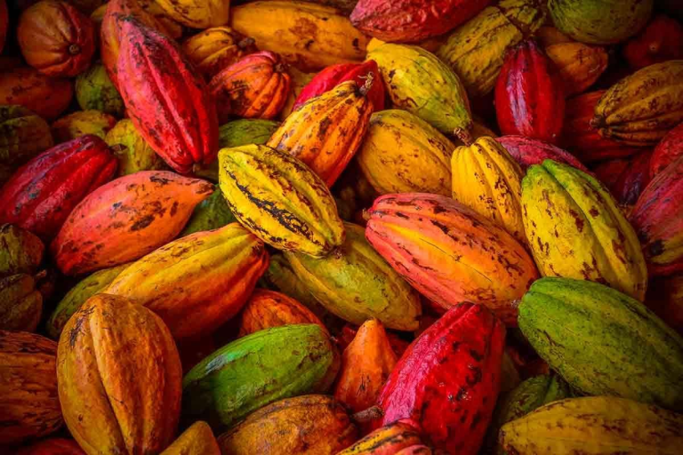 foto-cacau